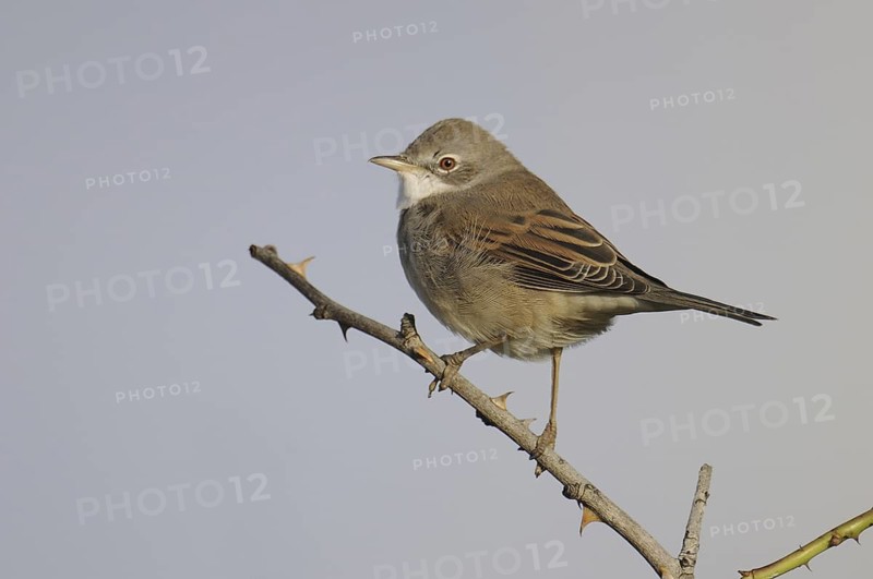 Common Whitethroat (Sylvia communis), Denmark