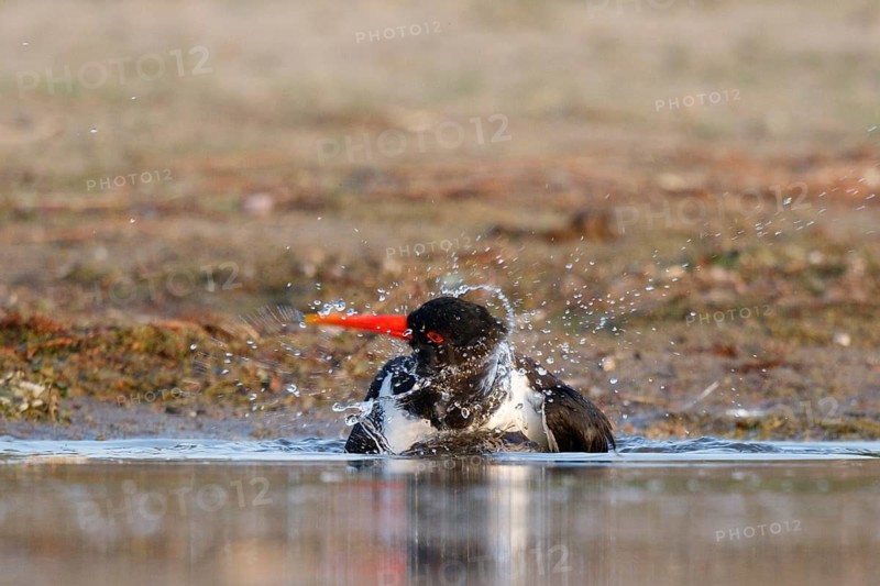 Eurasian Oystercatcher (Haematopus ostralegus) bathing, North Rhine-Westphalia, Germany