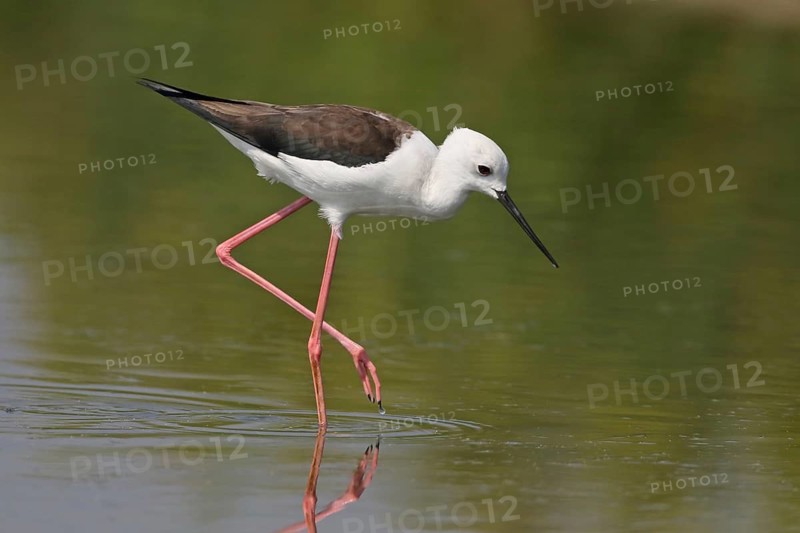 Black-winged Stilt (Himantopus himantopus), Penang, Malaysia