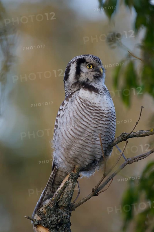 Northern Hawk-Owl (Surnia ulula), Saxony, Germany