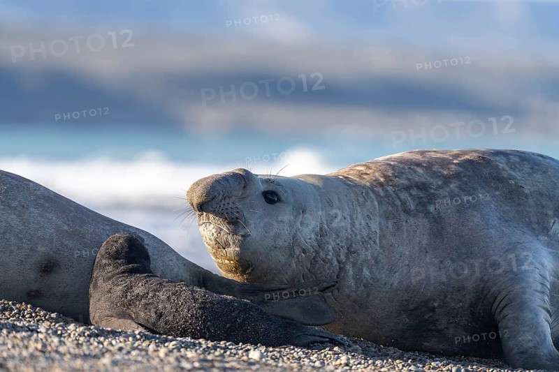 Southern elephant seal (Mirounga leonina), male, lying on a pebble beach with his head raised, crashing waves in the background, Chubut coast, Patagonia, Argentina
