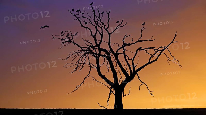 South Africa, a tree with storks in front of sunset, silhouettes