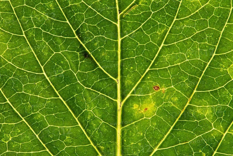 Structure of an autumn-colored leaf, foliage, tree, Vechta, Lower Saxony, Germany