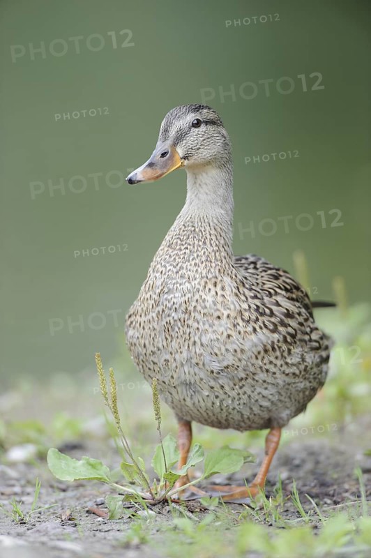 Mallard (Anas platyrhynchos) female, Thuringia, Germany