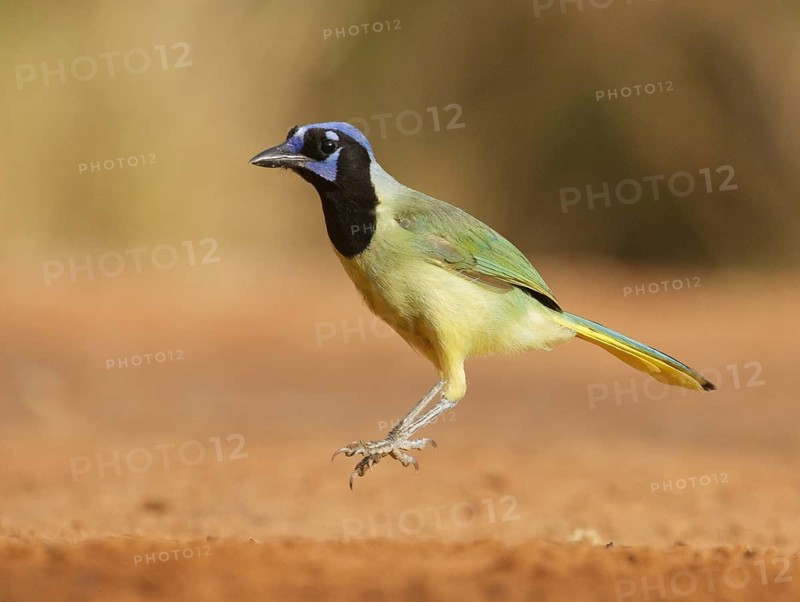 Green Jay (Cyanocorax luxuosus) jigging, Texas, USA