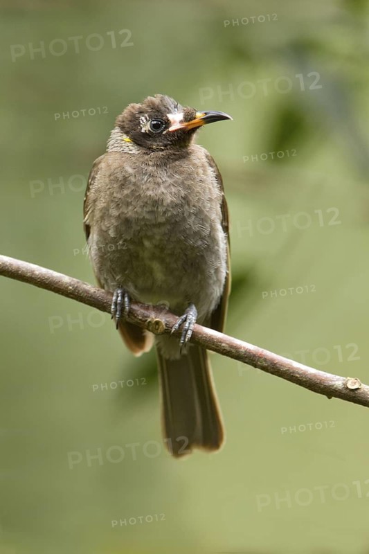 Bridled Honeyeater (Bolemoreus frenatus) juvenile, Queensland, Australia