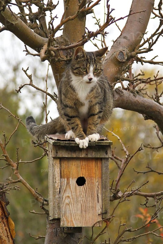 Domestic Cat (Felis catus) sitting on roof of bird nest box, Brandenburg, Germany
