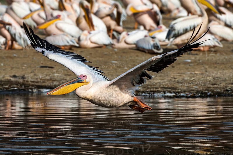 Great white pelicans (Pelecanus onocrotalus), Lake Nakuru, Kenya