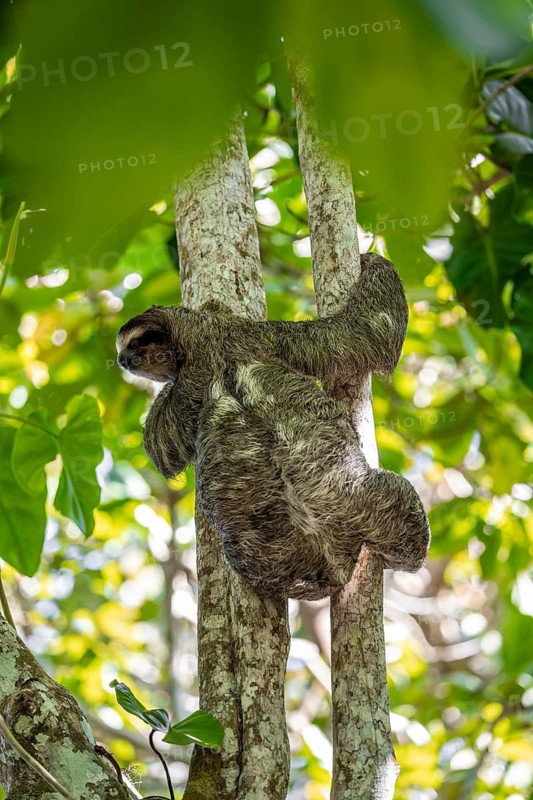 Brown-throated sloth (Bradypus variegatus) on a branch, Cahuita National Park, Costa Rica