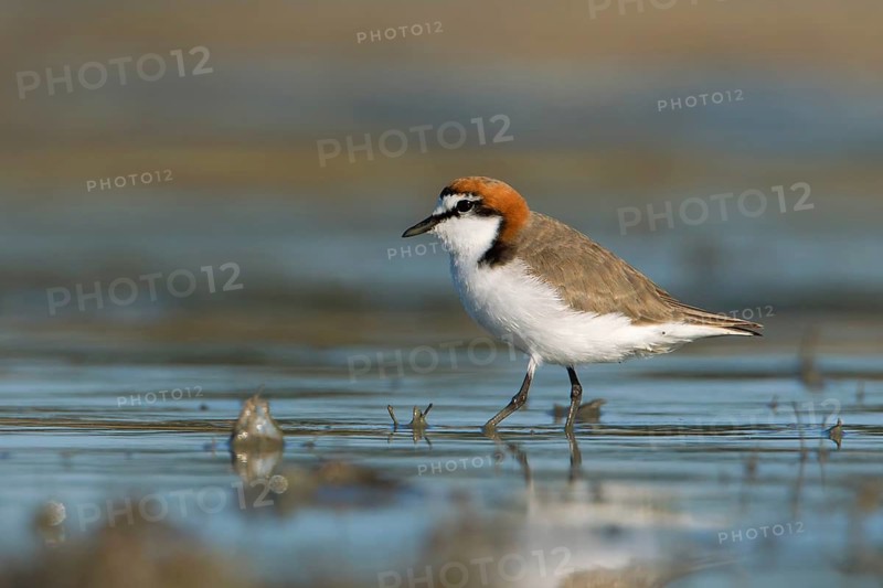 Red-capped Plover (Charadrius ruficapillus) male, Victoria, Australia