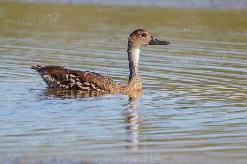 West Indian Whistling Duck (Dendrocygna arborea) feeding in a lagoon in Cuba