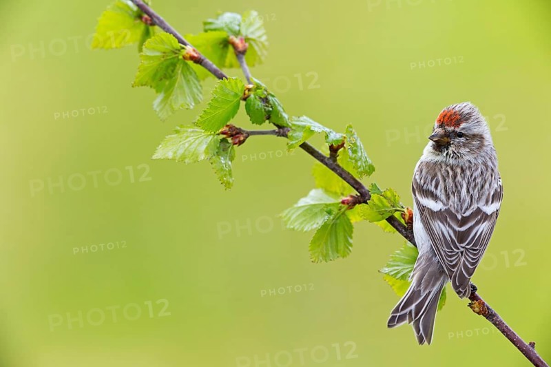 Redpoll, songbird, family of goldfinches, (Carduelis flammea), animals. Birds, Varanger Bird Park, Finnmark, Norway