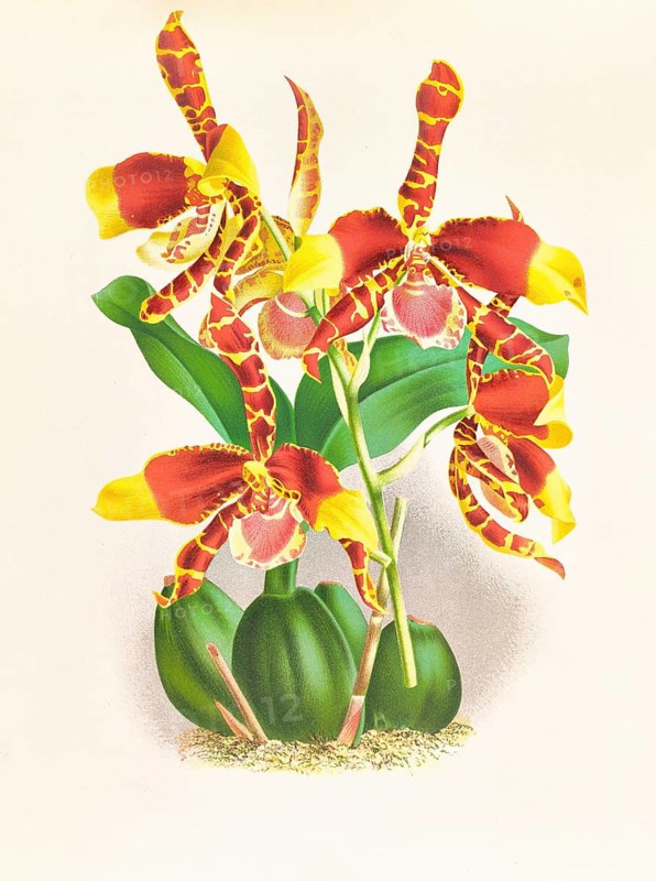 Orchid, Odontoglossum grande, authentic reproduction of an illustration by Jean Jules Linden (1817 - 1898), Luxembourgish-Belgian botanist, one of the fathers of orchid research, Historical