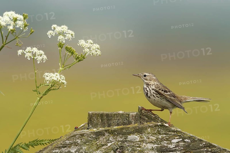 Meadow Pipit (Anthus pratensis), Netherlands