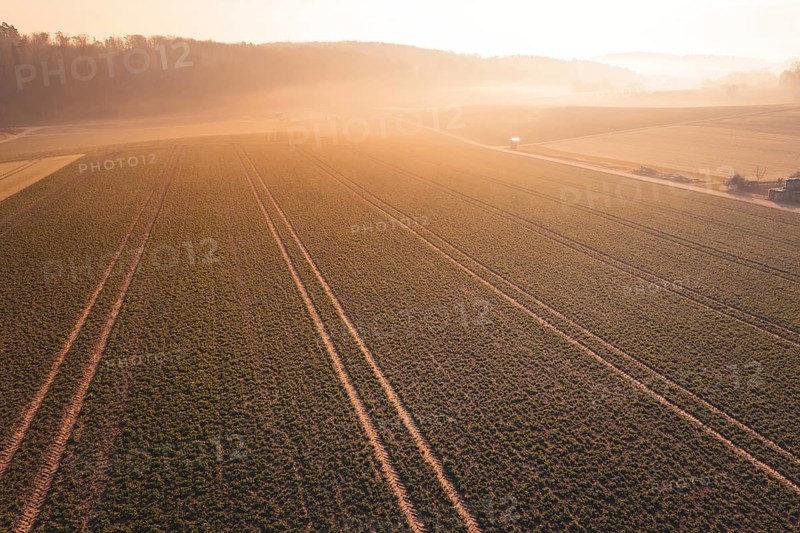 Wide fields in the morning sun with fog and clear field lines, Gechingen, Calw district, Germany