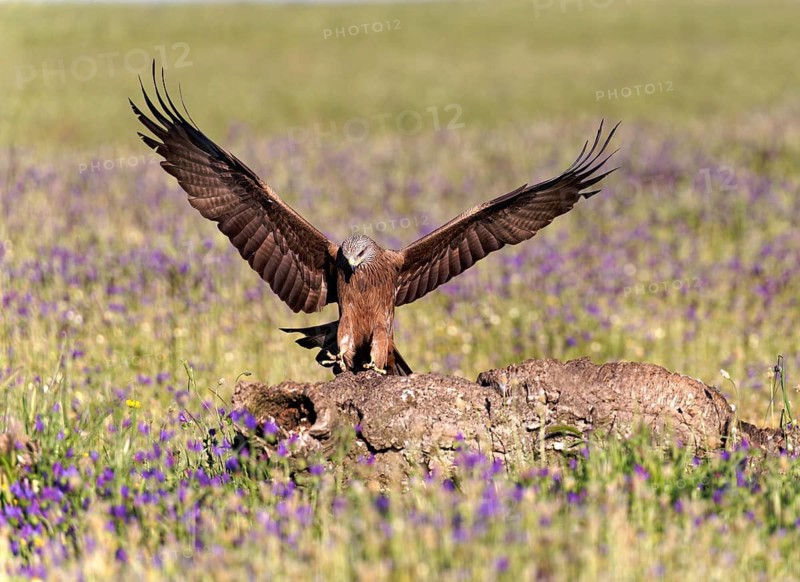 Black Kite (Milvus migrans), approaching a dead tree trunk, Castilla-La Mancha, Spain