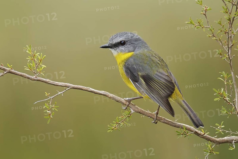 Eastern Yellow Robin (Eopsaltria australis), Victoria, Australia