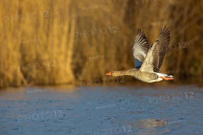 Greylag goose, Anser Anser, flight photo, lateral, Wagbachniederung, Wagh‰usl, Baden-W¸rttemberg, Germany