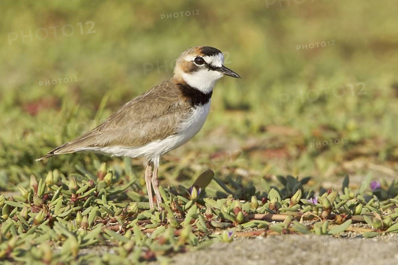 Collared Plover (Charadrius collaris), Ecuador
