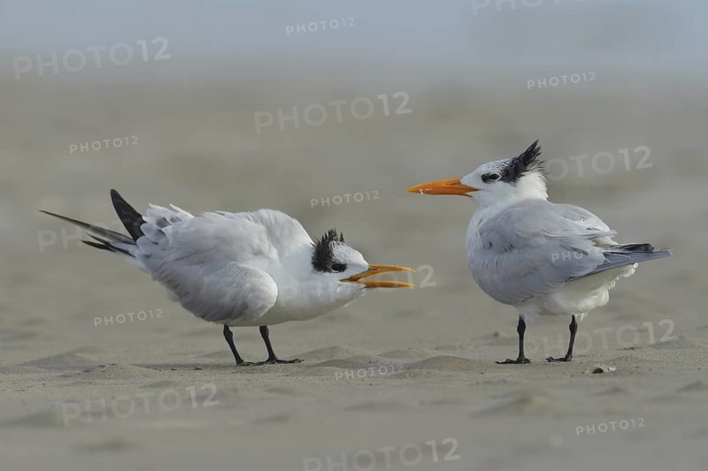 Royal Tern (Thalasseus maximus), Texas, USA