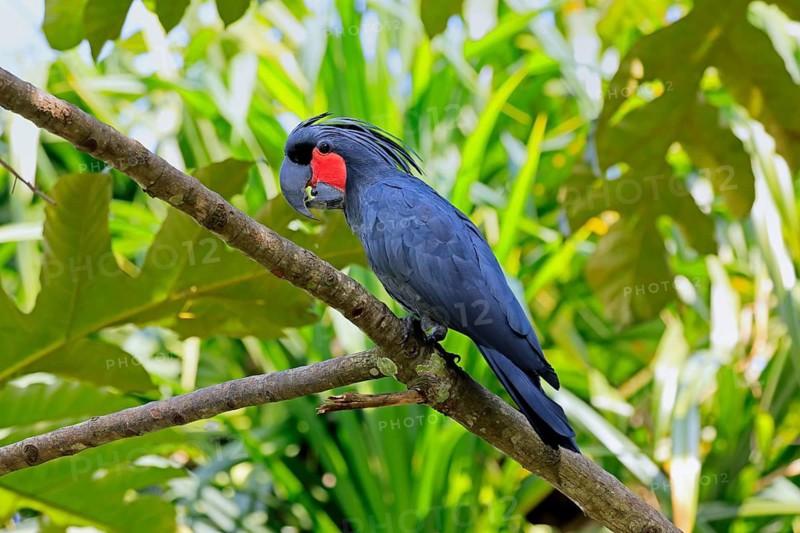 Palm Cockatoo (Probosciger aterrimus), Arabian Cockatoo, adult, on tree, perch, calling, Australia
