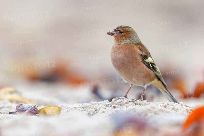 Chaffinch, (Fringilla coelebs), animals, birds, perch, finch family, Lesbos Island, Schleswig-Holstein, Greece