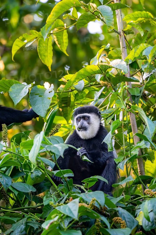 West African guereza or mantelaffe (Colobus guereza occidentalis) eating leaves, Bigodi, Western Region, Uganda