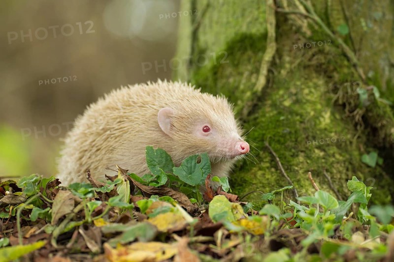 European hedgehog (Erinaceus europaeus) adult white or albino animal in a woodland, Suffolk, England, United Kingdom