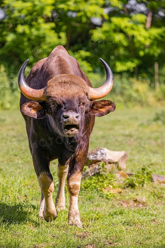 Portrait of a male Gaur (Bos gaurus gaurus) on a green meadow