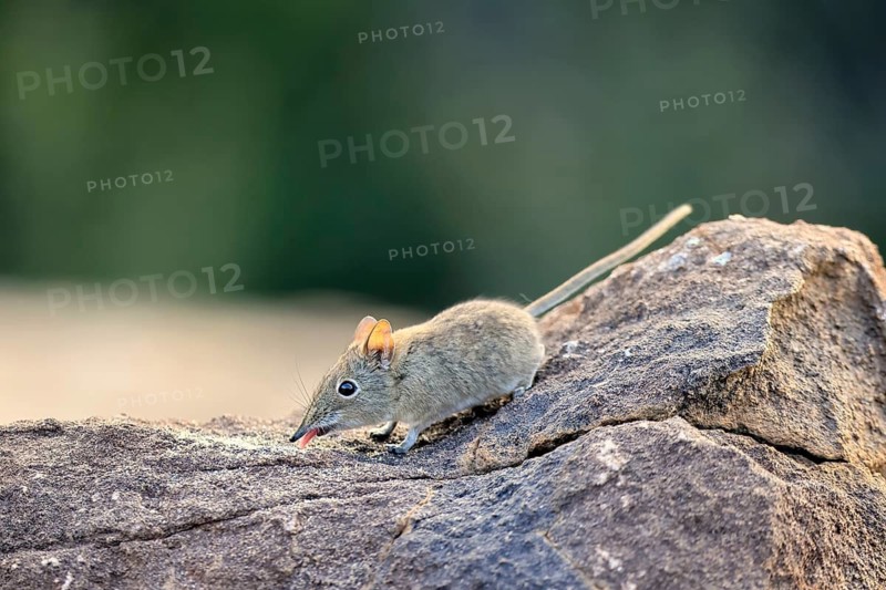 Short-eared trunked shrew (Macroscelides probosideus), short-eared elephant shrew, short-eared trunked shrew, adult, feeding, alert, Mountain Zebra National Park, Eastern Cape, South Africa