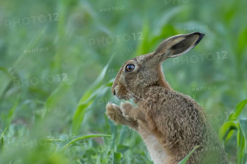 European brown hare (Lepus europaeus) adult animal stretching in a farmland maize field in summer, Suffolk, England, United Kingdom