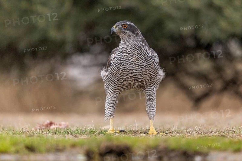 Goshawk (Accipiter gentilis), Catalonia, Spain