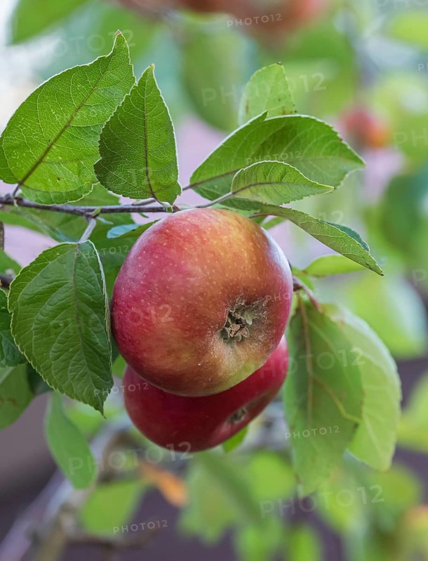 Apple (Malus domestica 'Prinz Albrecht von Preussen'), An den Dorfwiesen 9, Germany