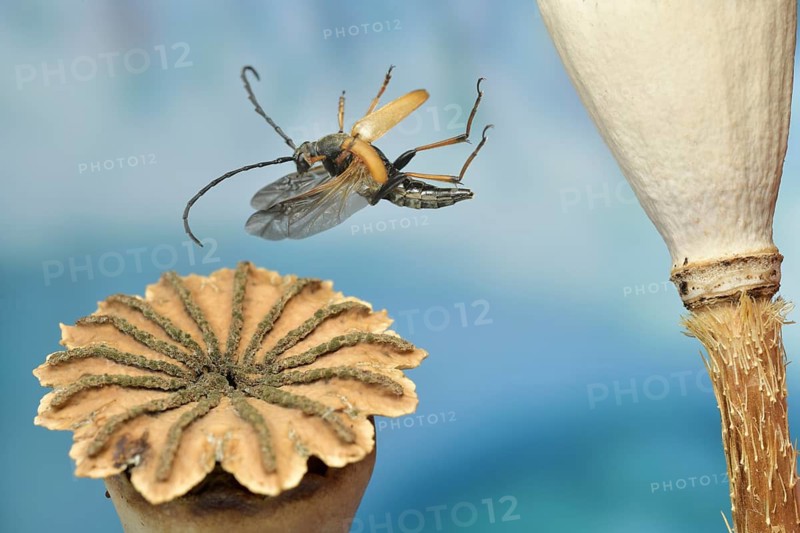 Red-necked buck (Stictoleptura rubra), female in flight on a poppy capsule