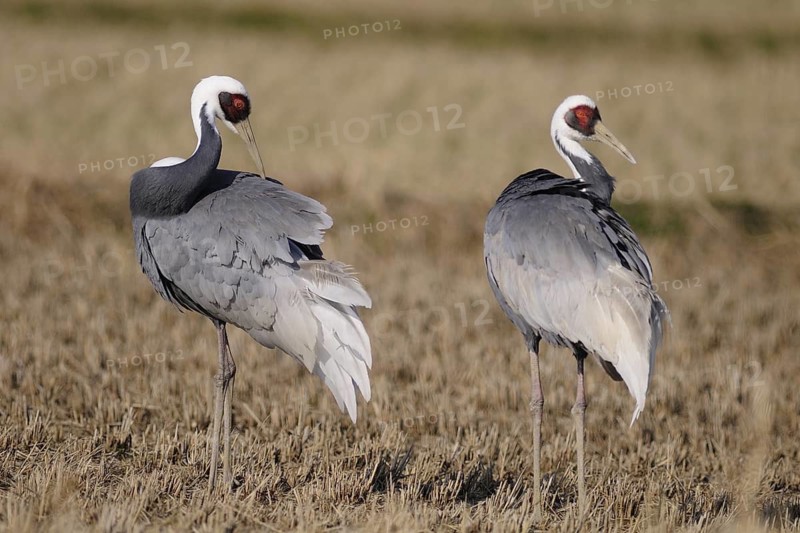 White-naped Crane (Antigone vipio), Arasaki, Japan
