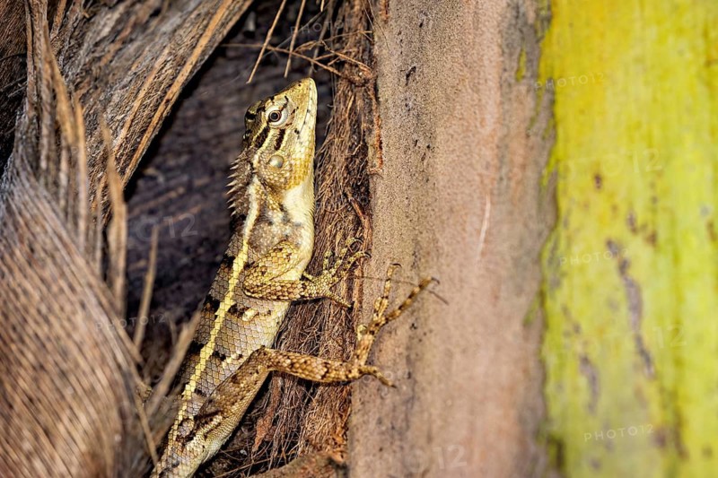 Lizard on tree bark with yellow and brown texture, well camouflaged and alert, The Indian Garden Lizard near Galle in Sri Lanka (Calotes versicolor)