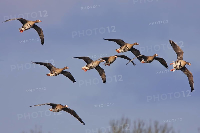 Greater White-fronted Goose (Anser albifrons) flying, North Rhine-Westphalia, Germany
