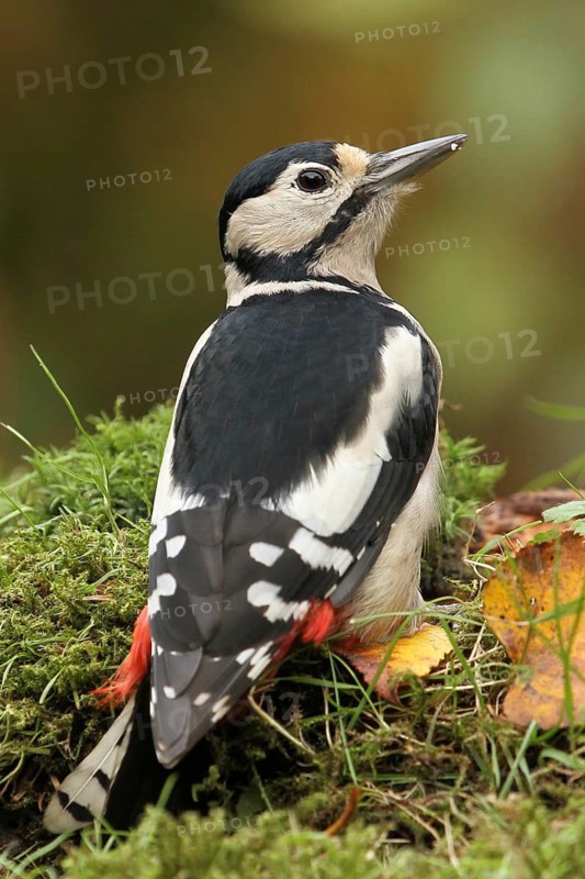 Great Spotted Woodpecker (Dendrocopos major) female, Bavaria, Germany