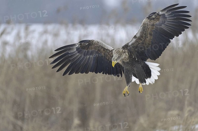 White-tailed Eagle (Haliaeetus albicilla), Lower Saxony, Germany