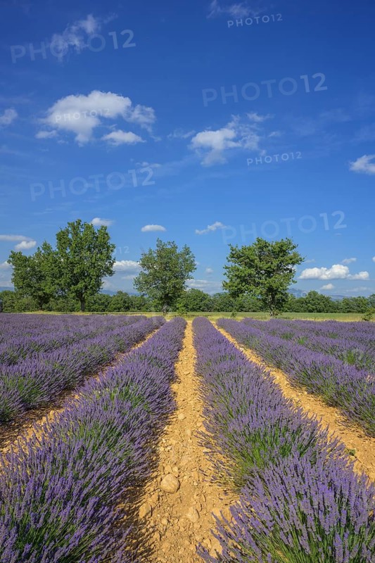 Lavender field with a row of trees against a blue sky, Alpes-de-Haute-Provence, France