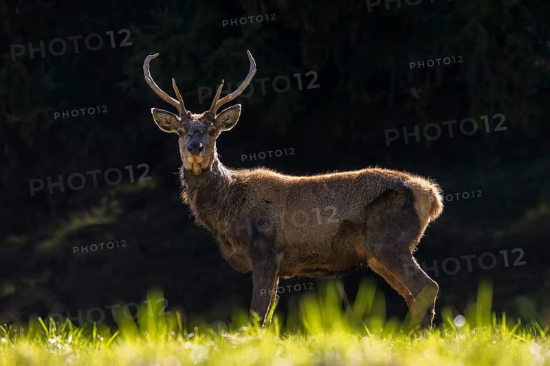 Scruffy red deer (Cervus elaphus) stag in grassland at edge of forest moulting into its red summer coat during the spring moult