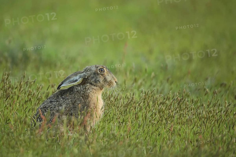 European hare (Lepus europaeus) sitting in grass meadow, De Petten, Mokbaai, Nationaal Park Duinen, Texel, North Holland, Netherlands