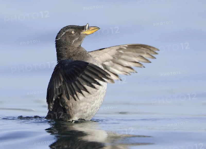 Rhinoceros Auklet (Cerorhinca monocerata), British Columbia, Canada
