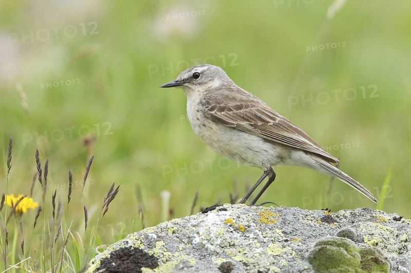 Water Pipit (Anthus spinoletta), Grisons, Switzerland