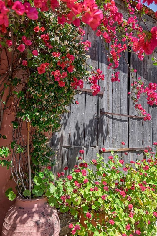 Bougainvillea in front of an old wooden gate, Naxos, Cyclades, Greece