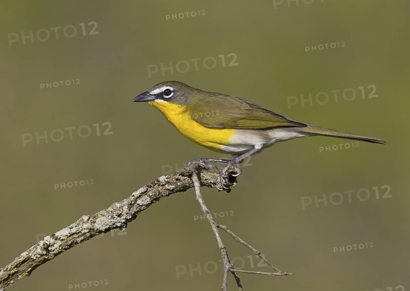Yellow-breasted Chat (Icteria virens), Ohio, USA