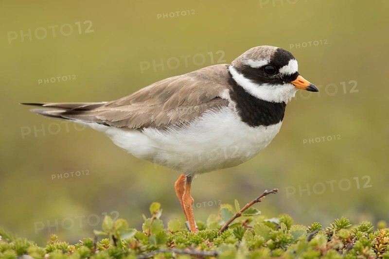 Common Ringed Plover (Charadrius hiaticula), Norway