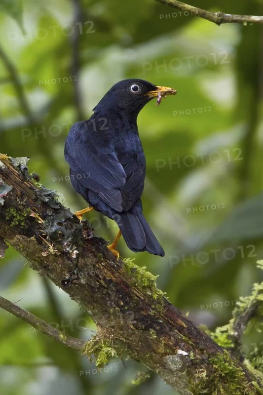 Pale-eyed Thrush (Turdus leucops), Ecuador