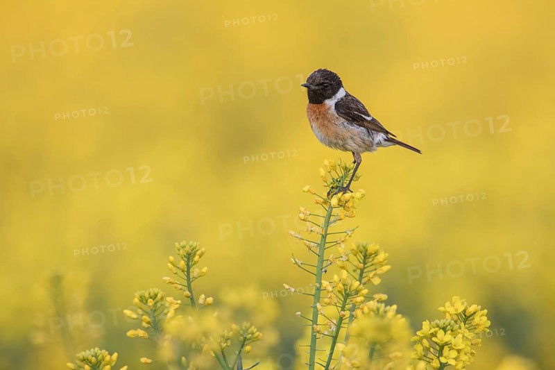 European Stonechat (Saxicola rubicola) male perched in a rape field, Poland
