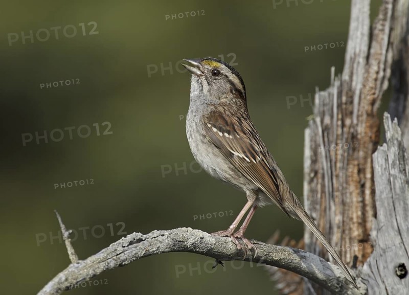White-throated Sparrow (Zonotrichia albicollis) singing, Michigan, USA